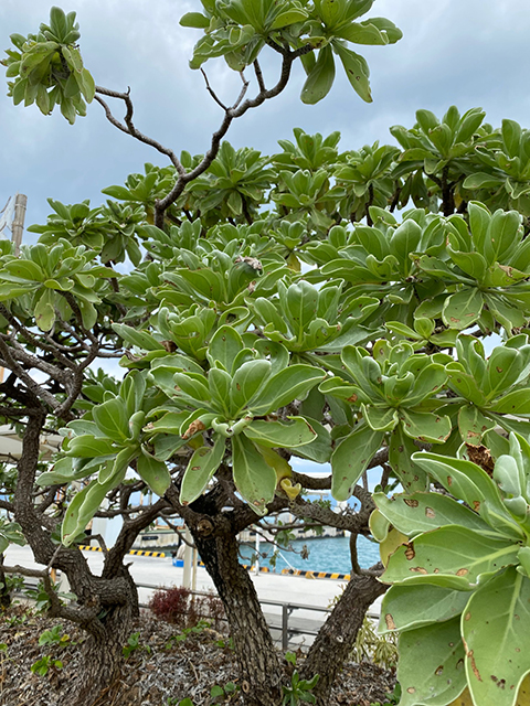 モンパノキ | 竹富島 遺産管理型NPO法人 たきどぅん