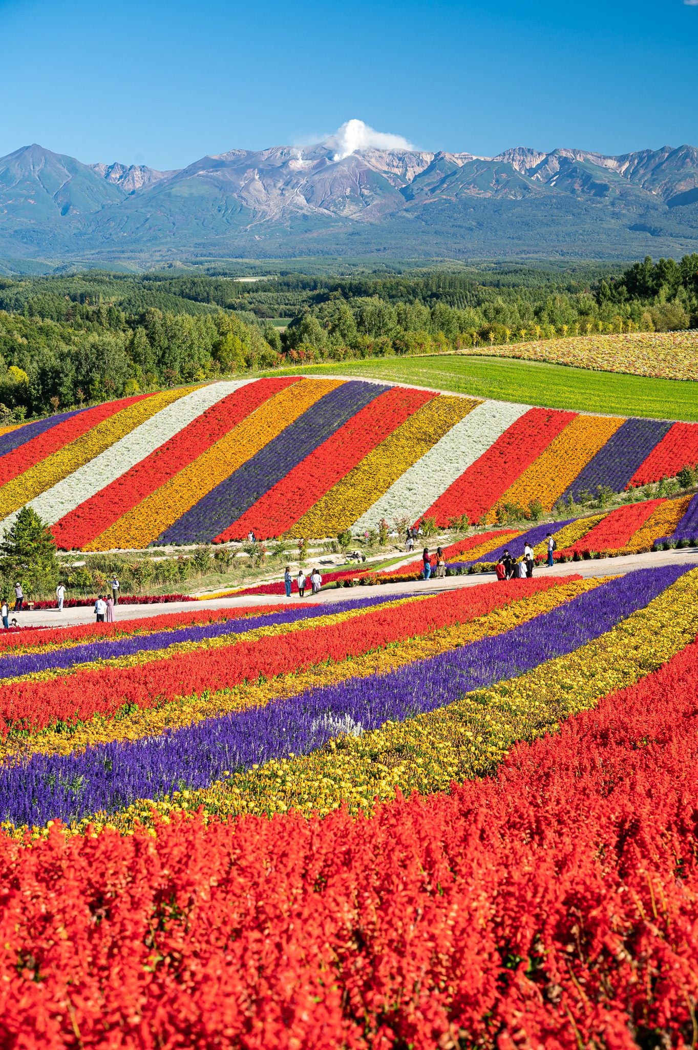 四季彩の丘 - 【公式】北海道まんなか観光ナビ
