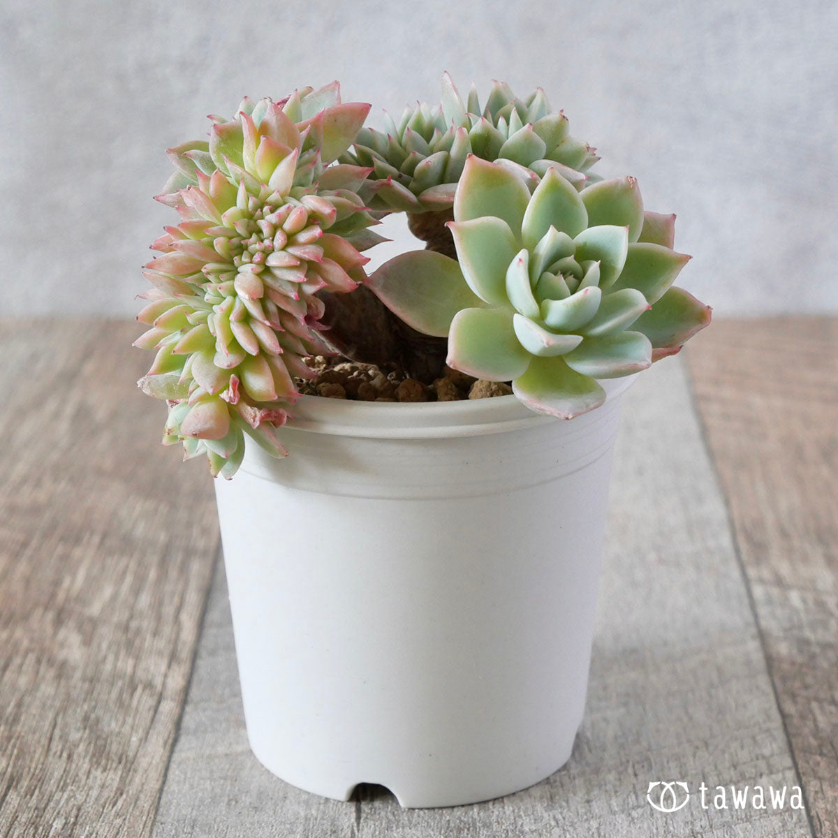 パンジー綴化 – 多肉植物の通販・販売サイト tawawa