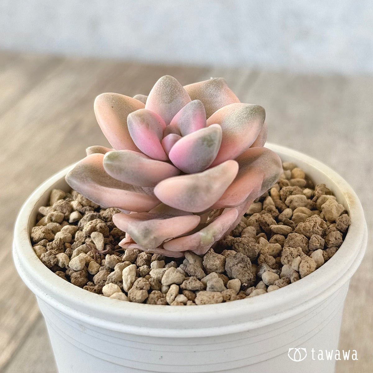 ティテュバンス錦 – 多肉植物の通販・販売サイト tawawa