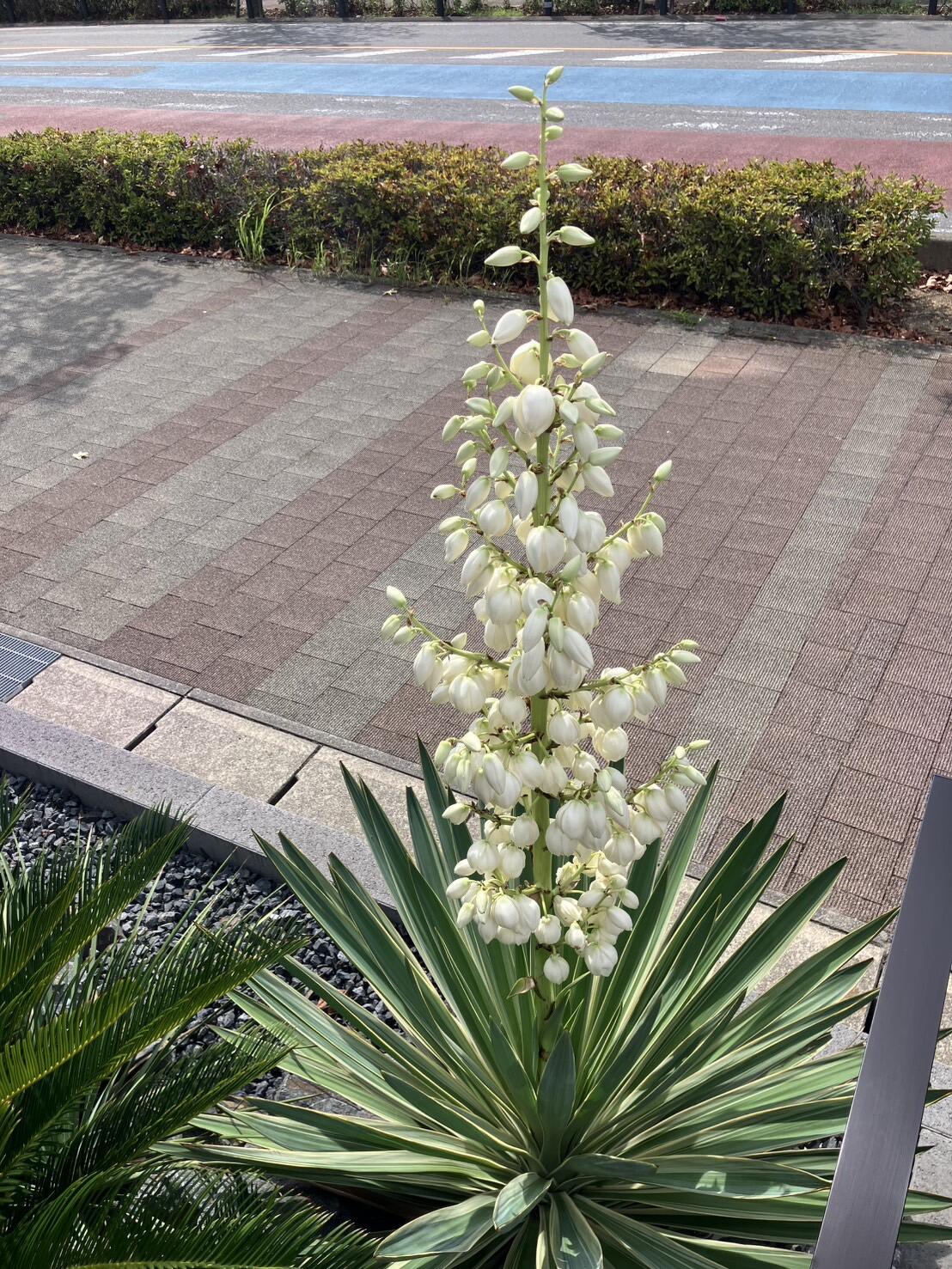 ◇ 向秋のお楽しみ ～ ユッカの開花 ～ ◇ | コラム | tetra 長久手店