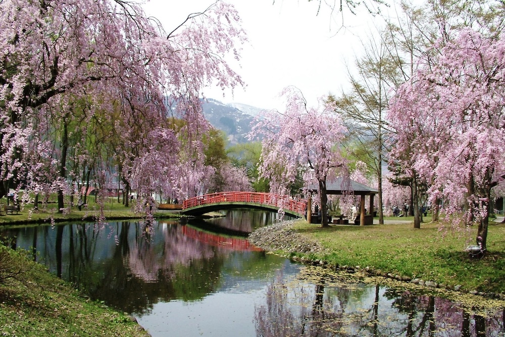 いよいよ桜の季節が到来！〈THE NIIGATA〉の「お花見グルメ」が見逃せ