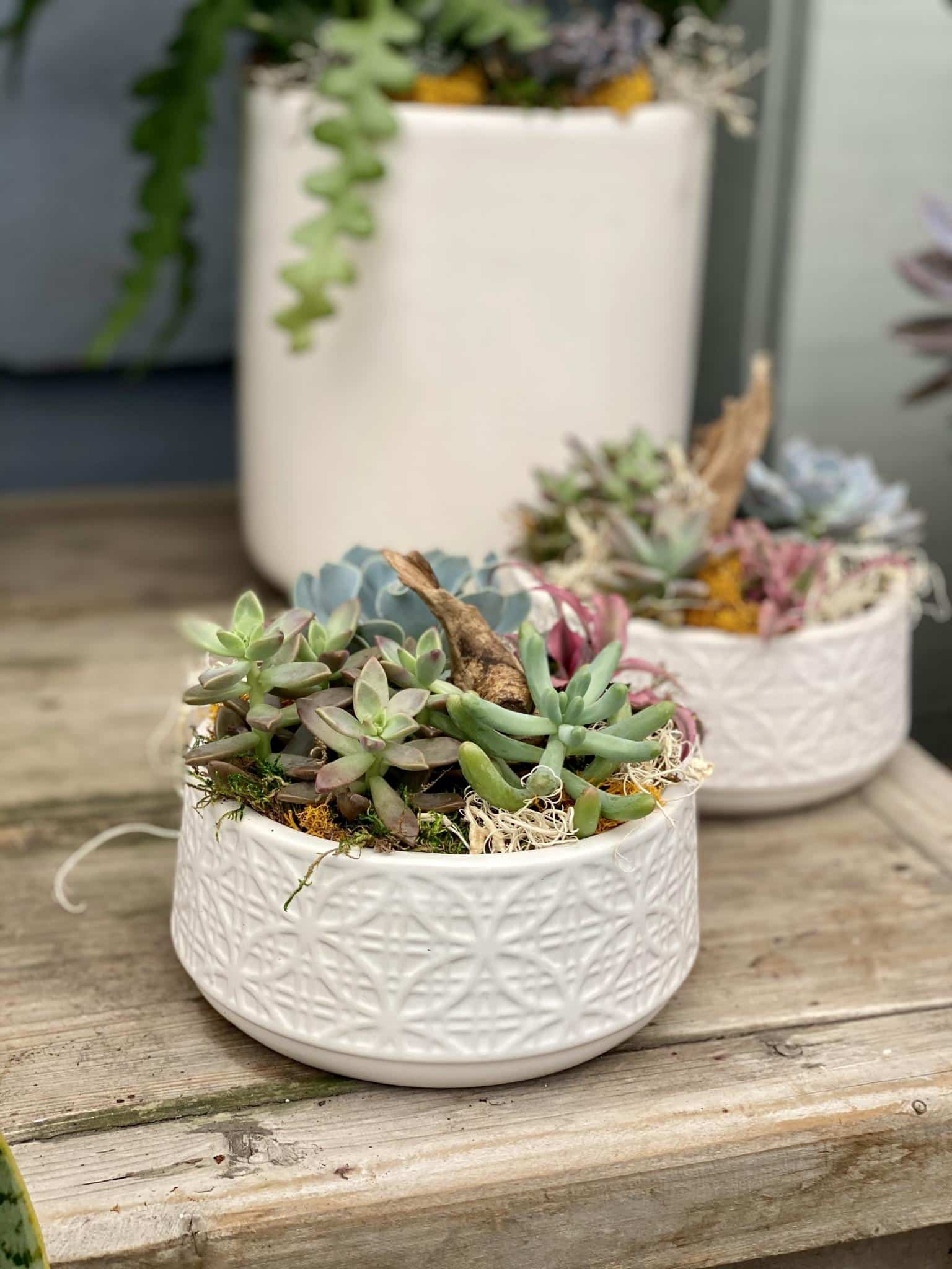Succulent Planters | The Watering Can Flower Market