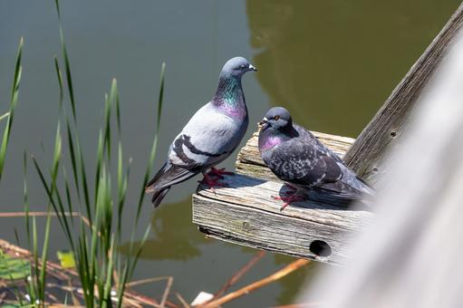 灰色鳩の写真素材｜写真素材なら「写真AC」無料（フリー）ダウンロードOK