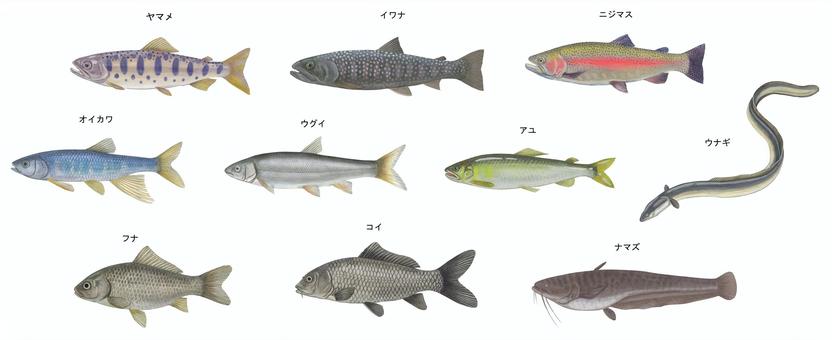 ニジマス水彩イラスト｜無料イラスト・フリー素材なら「イラストAC」