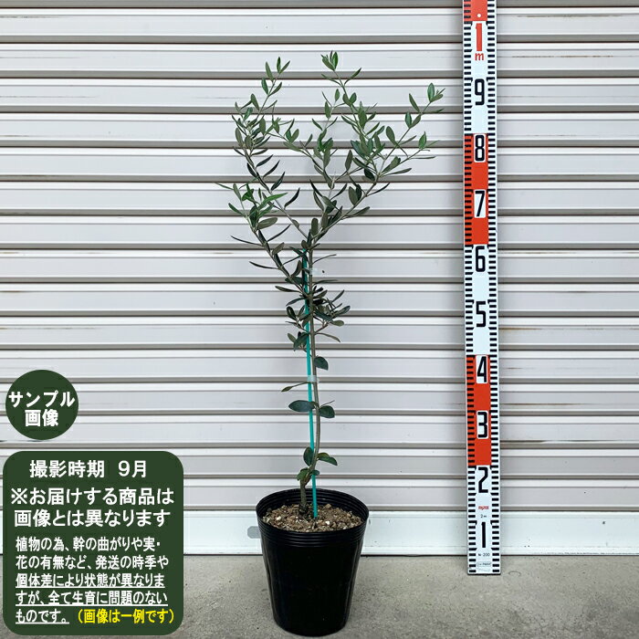 久しぶりのオリーブ・ジャンボカラマタ品種考察 | ブログ版