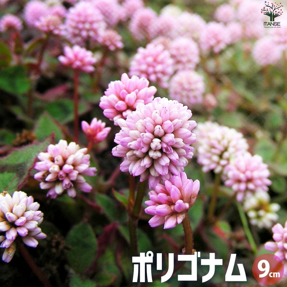 楽天市場】ポリゴナム ヒメツルソバの通販