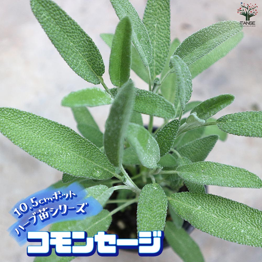 楽天市場】ハーブの苗物（種類（植物）セージ）（苗物｜ガーデニング