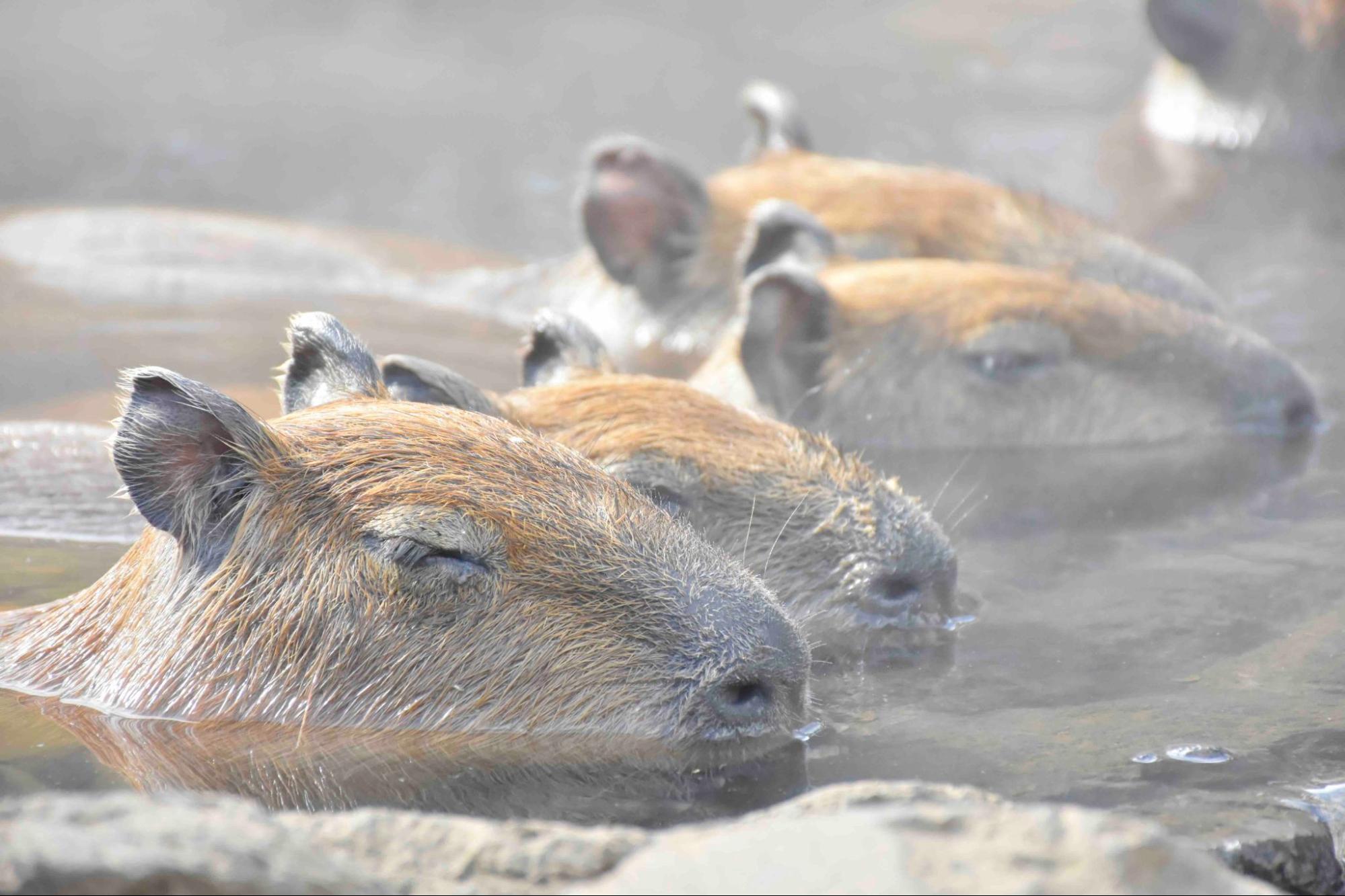 カピバラののんびりした外見に隠された“意外な一面”とは！？【飼育