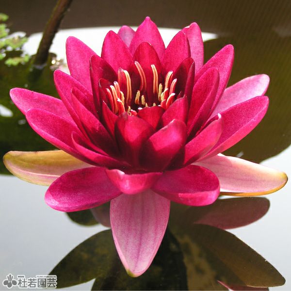 スイレン】 マダム ウィルフロン ゴネール(温帯睡蓮) 12cmポット