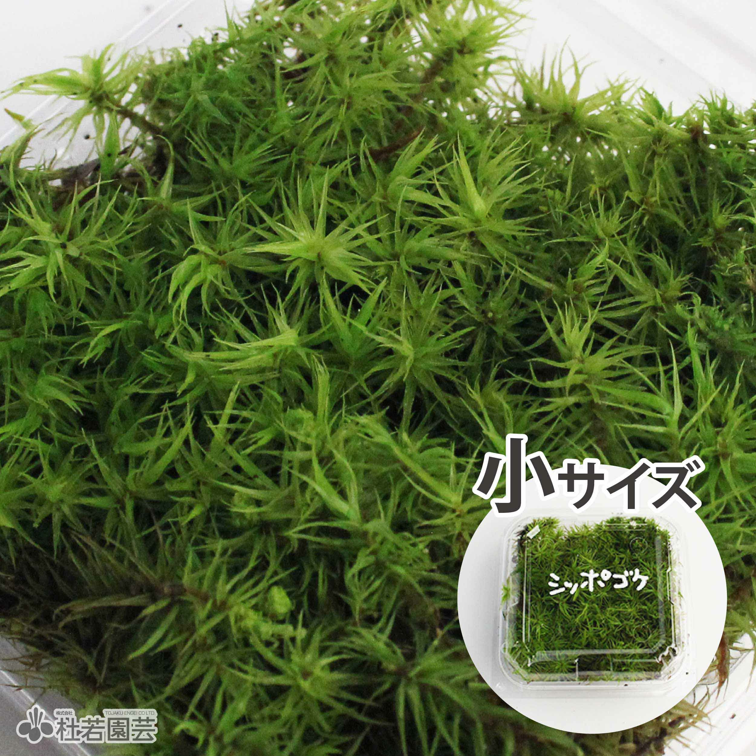 高級苔品種 ホウオウゴケ（小） 【苔、コケ、こけ】 | 杜若園芸WEB