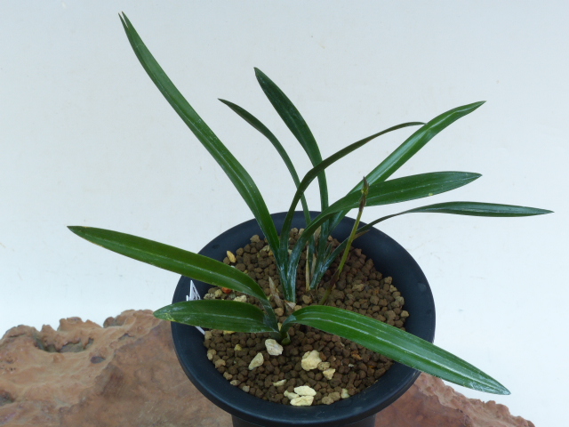 No:3869日向王 - 寒蘭/山野草販売【東美園】