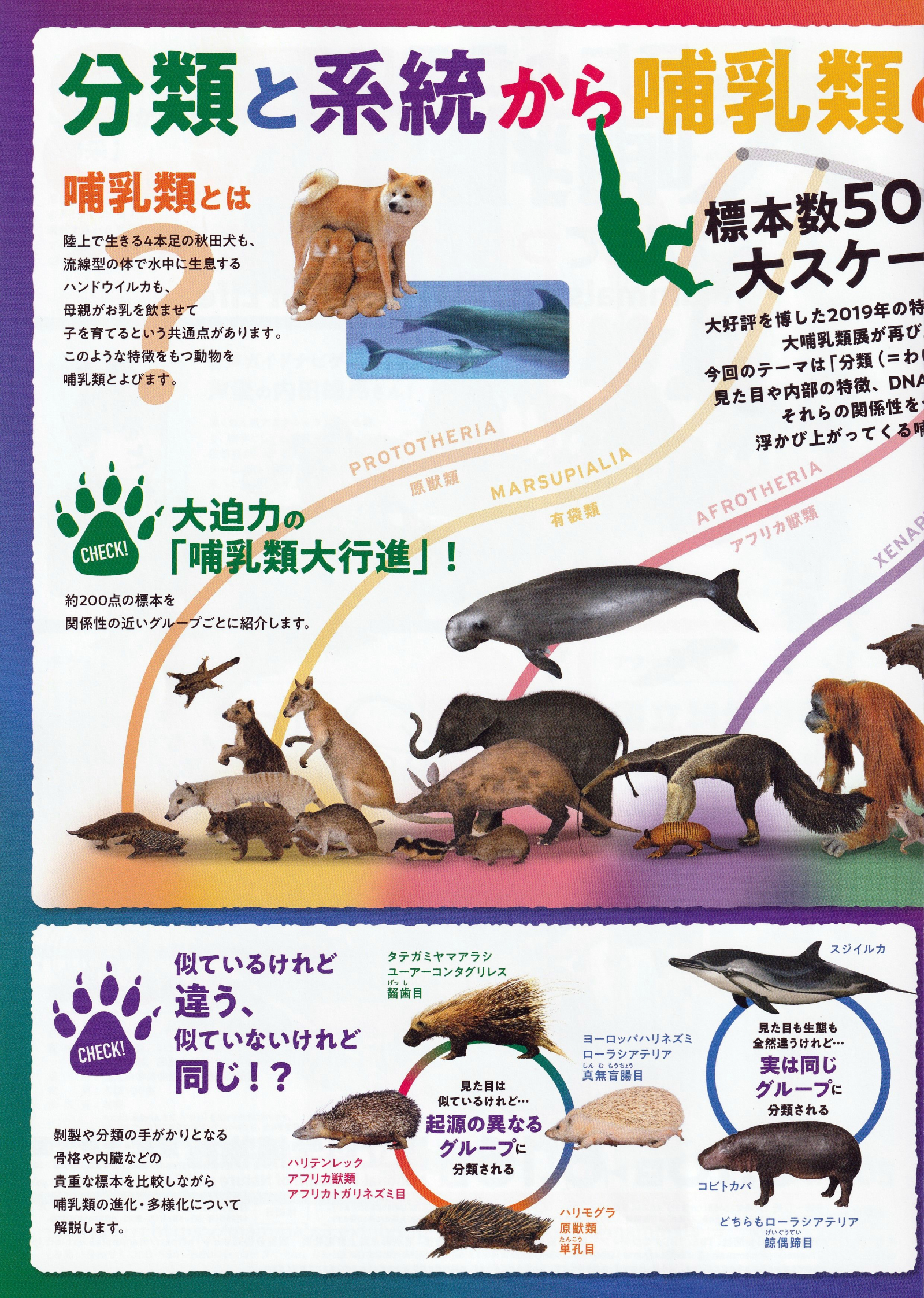 特別展「大哺乳類展3－わけてつなげて大行進」: 雑感ノート mako