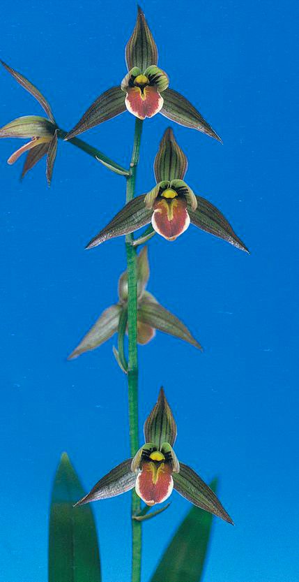 寒蘭専門店 東洋蘭センター / 日向王（ひむかおう）紅更紗チャボ 宮崎