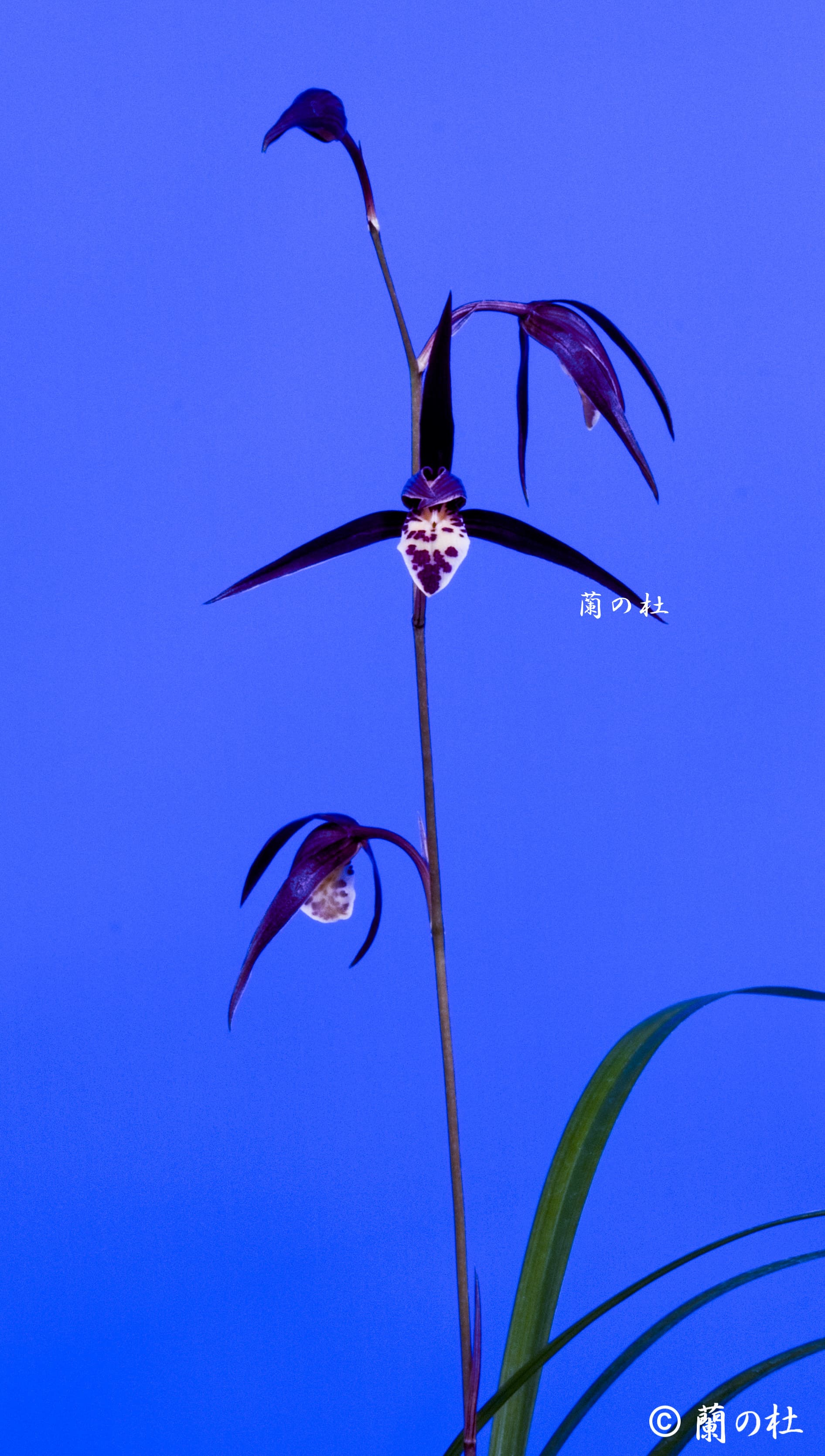 寒蘭専門店 東洋蘭センター / 交配種