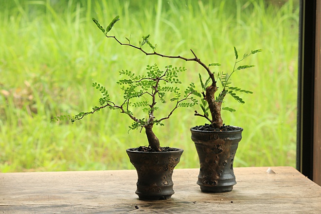 銀河鉢BLACK&GOLDシリーズ | 益子焼窯元よこやま