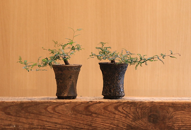 オペルクリカリアパプキス Operculicarya pachypus | 益子焼窯元よこやま