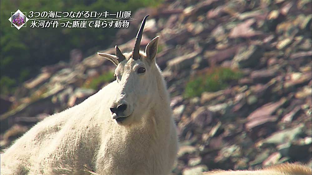 断崖絶壁にヤギ⁉ あえて崖の上で暮らす動物たち|TBS世界遺産｜TBSテレビ