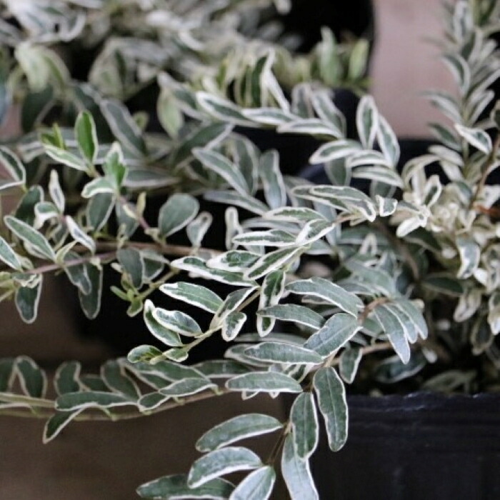 楽天市場】【最新品種】ロニセラ ニチダ「ホワイトマジック」2.5〜3寸