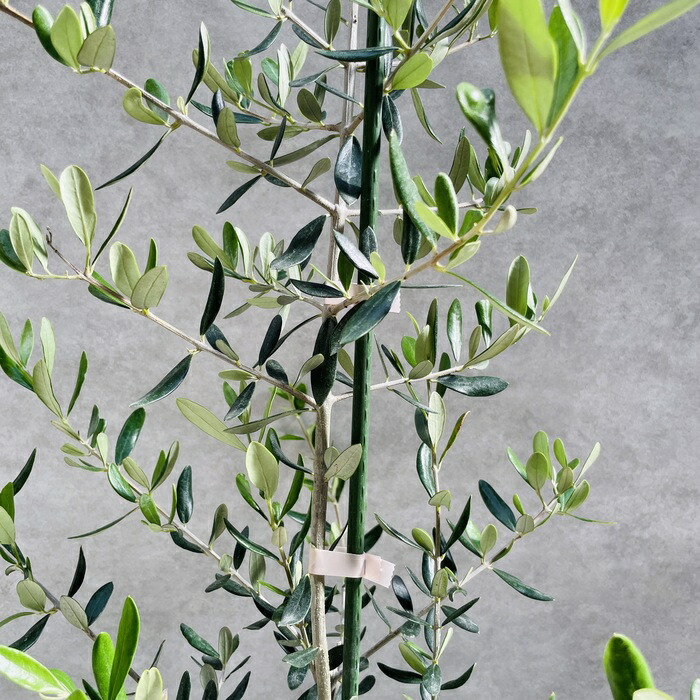 楽天市場】オリーブの木 ルッカ 6号鉢苗 鉢底から110cm程度 開帳型