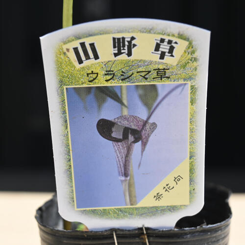 楽天市場】2024年NEW ウラシマ草 ポット苗 多年草 山野草 浦島草