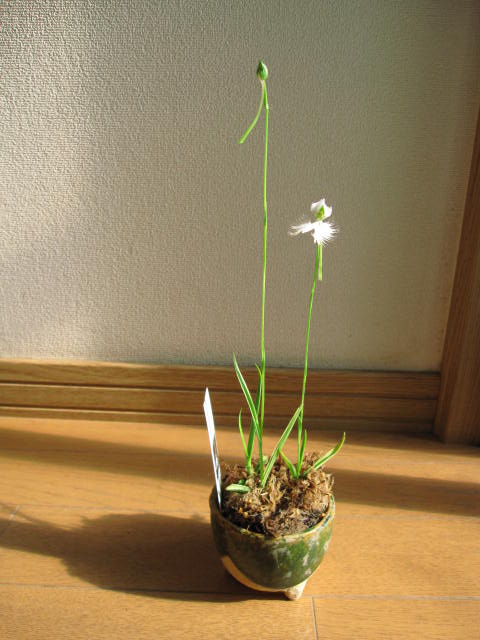 楽天市場】【山野草】 サギ草 信楽鉢入り開花は7月から8月上旬頃となり