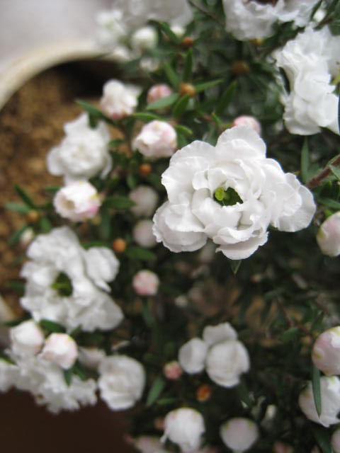 楽天市場】魚柳梅(ギョリュウバイ) 白八重咲き : 園芸百貨店何でも揃う