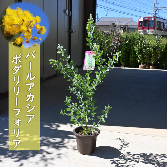 楽天市場】NEW6号サイズパールアカシア苗 ポダリリーフォリア