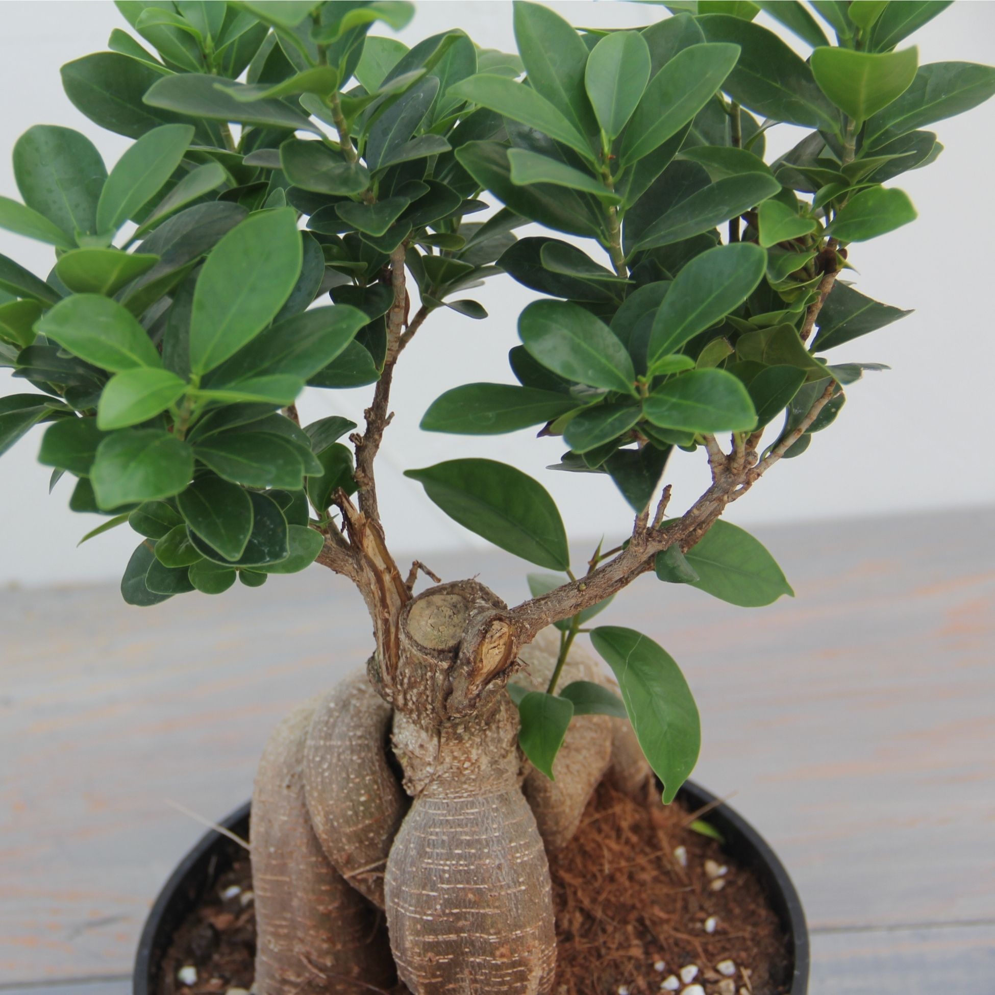 楽天市場】『ガジュマル 盆栽仕立て』Ficus microcarpa 6号鉢 ミニ観葉