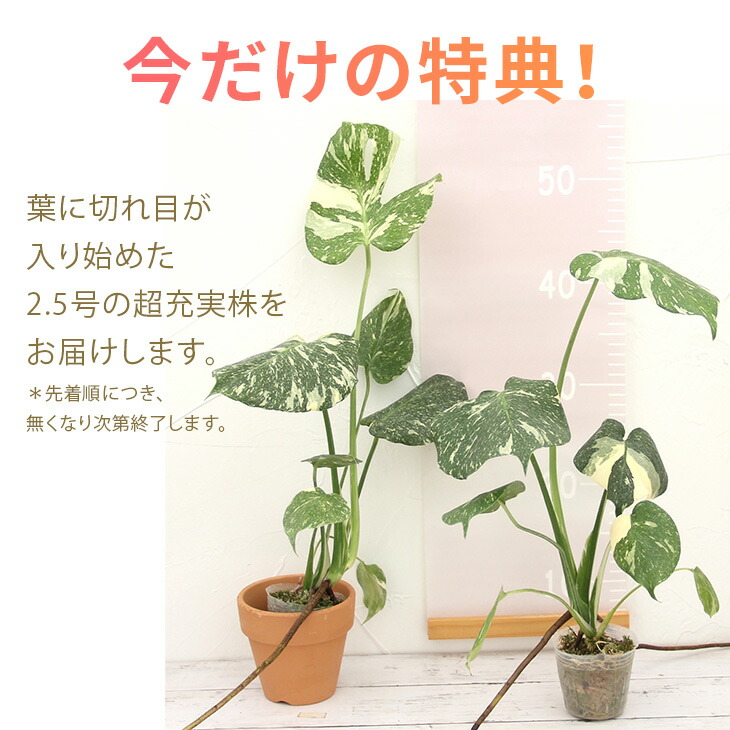 楽天市場】『斑入りモンステラ「タイ コンステレーション」』 2.5号
