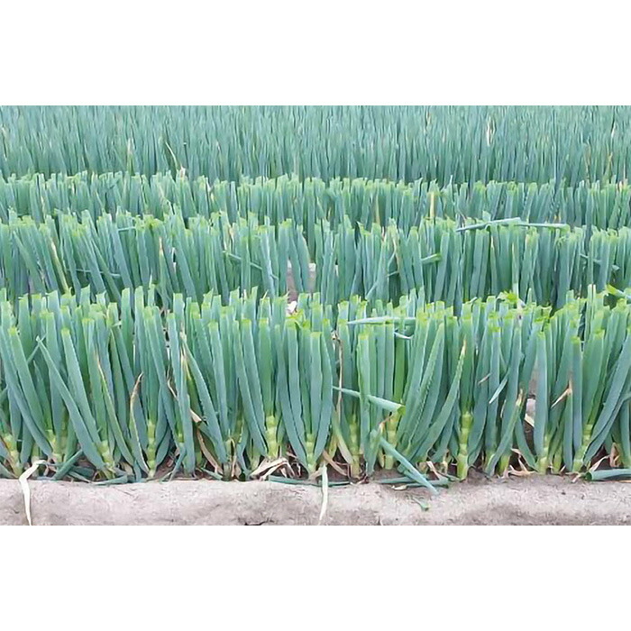 楽天市場】冬月の雫 （TSX-795） コート5000粒 トキタ種苗【ネギ参謀