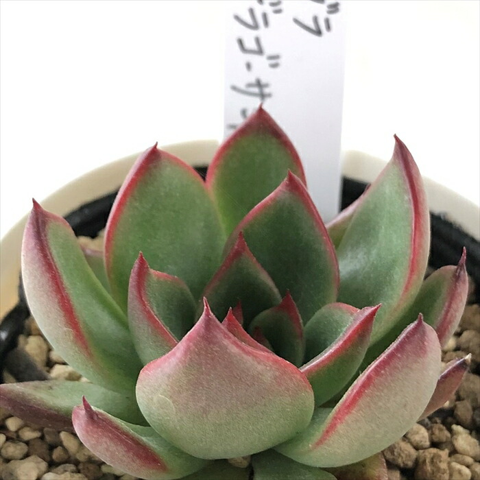 楽天市場】多肉植物 yukエケベリア ルブラ×ザラゴーサspノバ 多肉植物