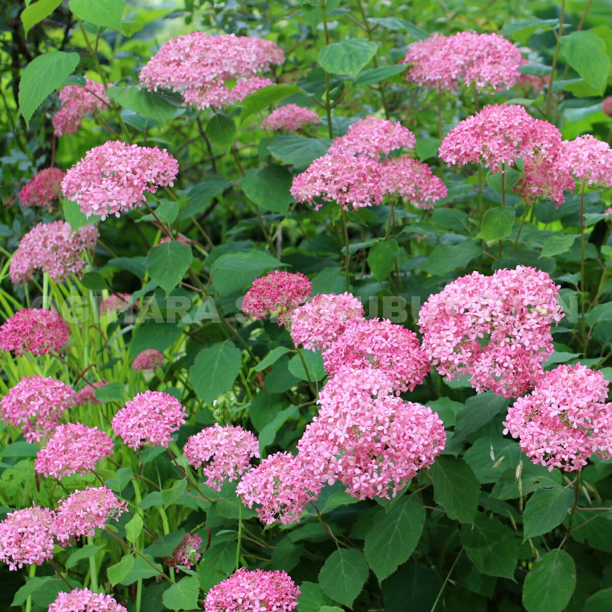 楽天市場】アジサイ 'ミディ ピンク'（ピンクのアナベル2) (PVP) : お