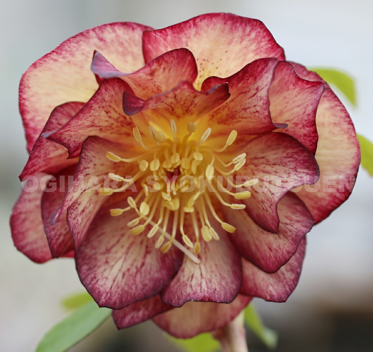 楽天市場】クリスマスローズ ネオン ダブル 大苗 : おぎはら植物園