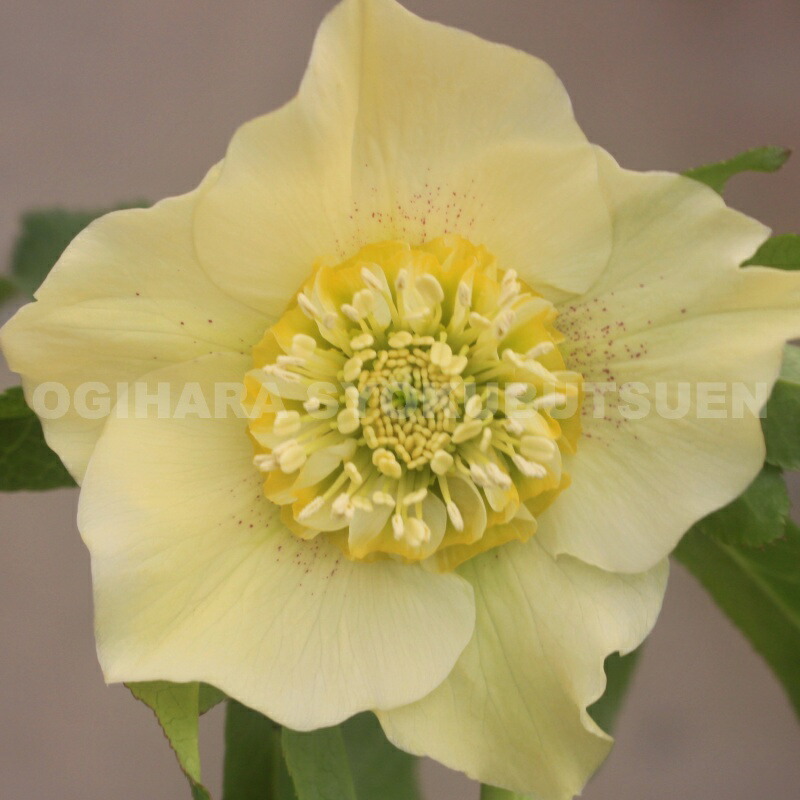 楽天市場】クリスマスローズ スーパーイエロー セミダブル系 （実生