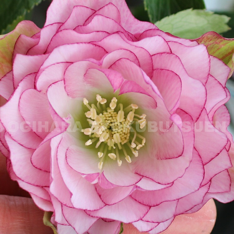 レッドグラデーション縁抜け×千重咲ピンクピコティ☆クリスマスローズ