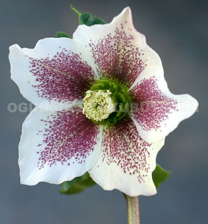 楽天市場】クリスマスローズ ホワイト ブロッチ系（シングル）大苗