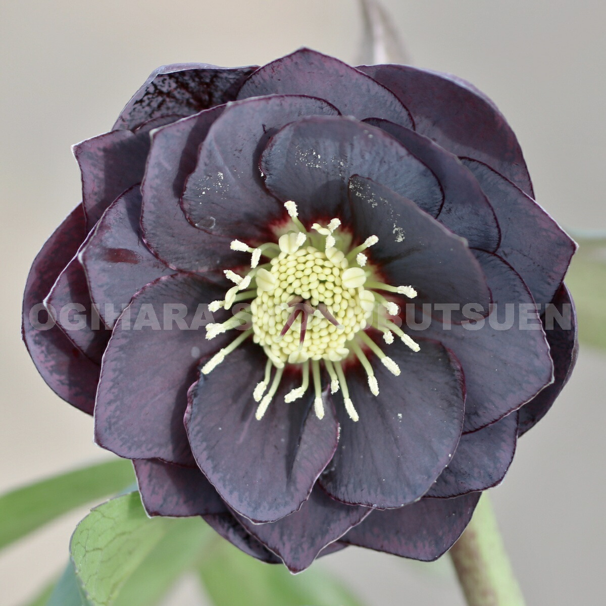 楽天市場】クリスマスローズ グレー ダブル 大苗 : おぎはら植物園