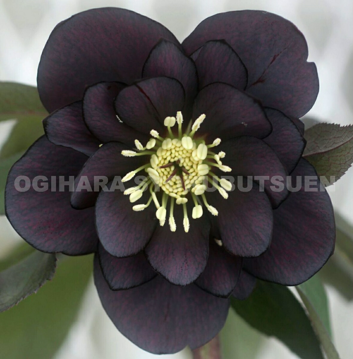 楽天市場】クリスマスローズ ブラックダブル系 （実生小苗） : お