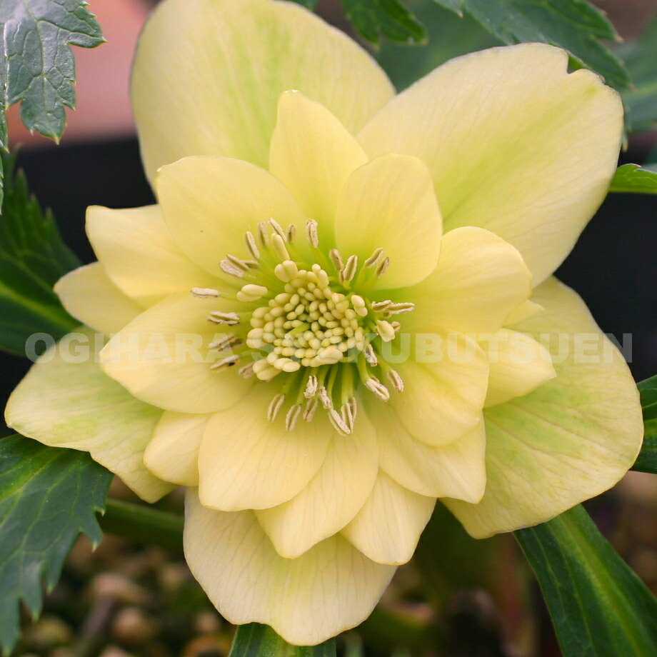 楽天市場】クリスマスローズ クイーンダブル・イエロー （実生小苗