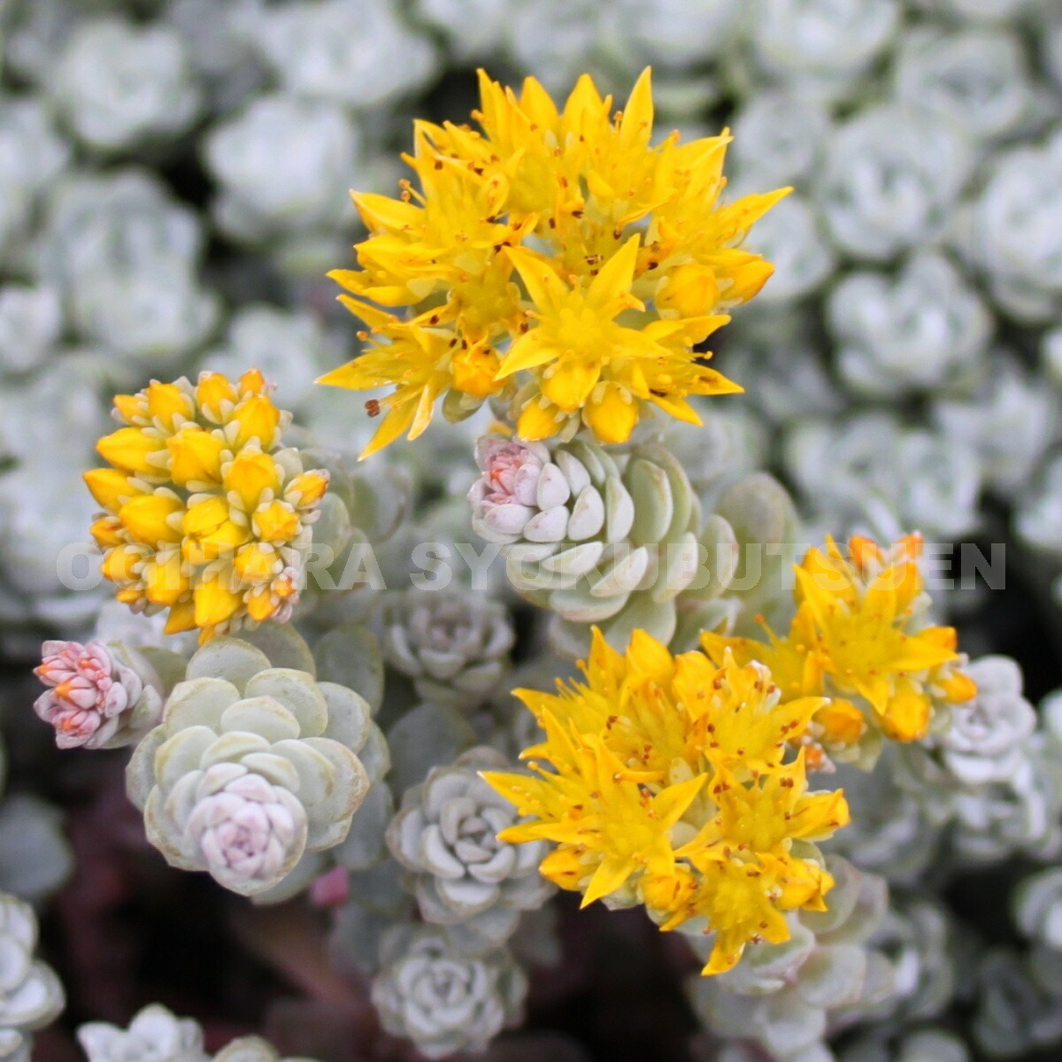 楽天市場】白雪ミセバヤ : おぎはら植物園