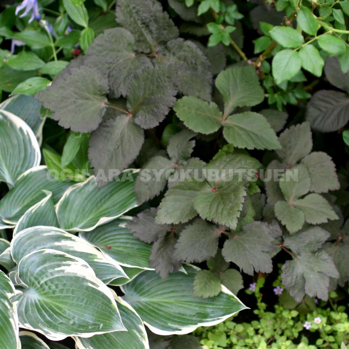 楽天市場】ムラサキミツバ : おぎはら植物園