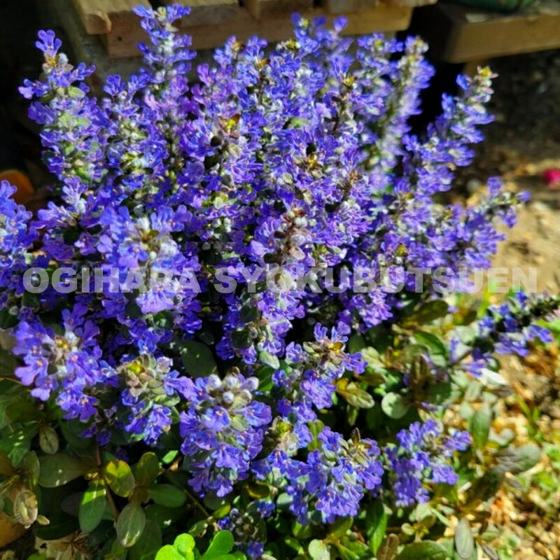 楽天市場】アジュガ（開花時期秋）の通販