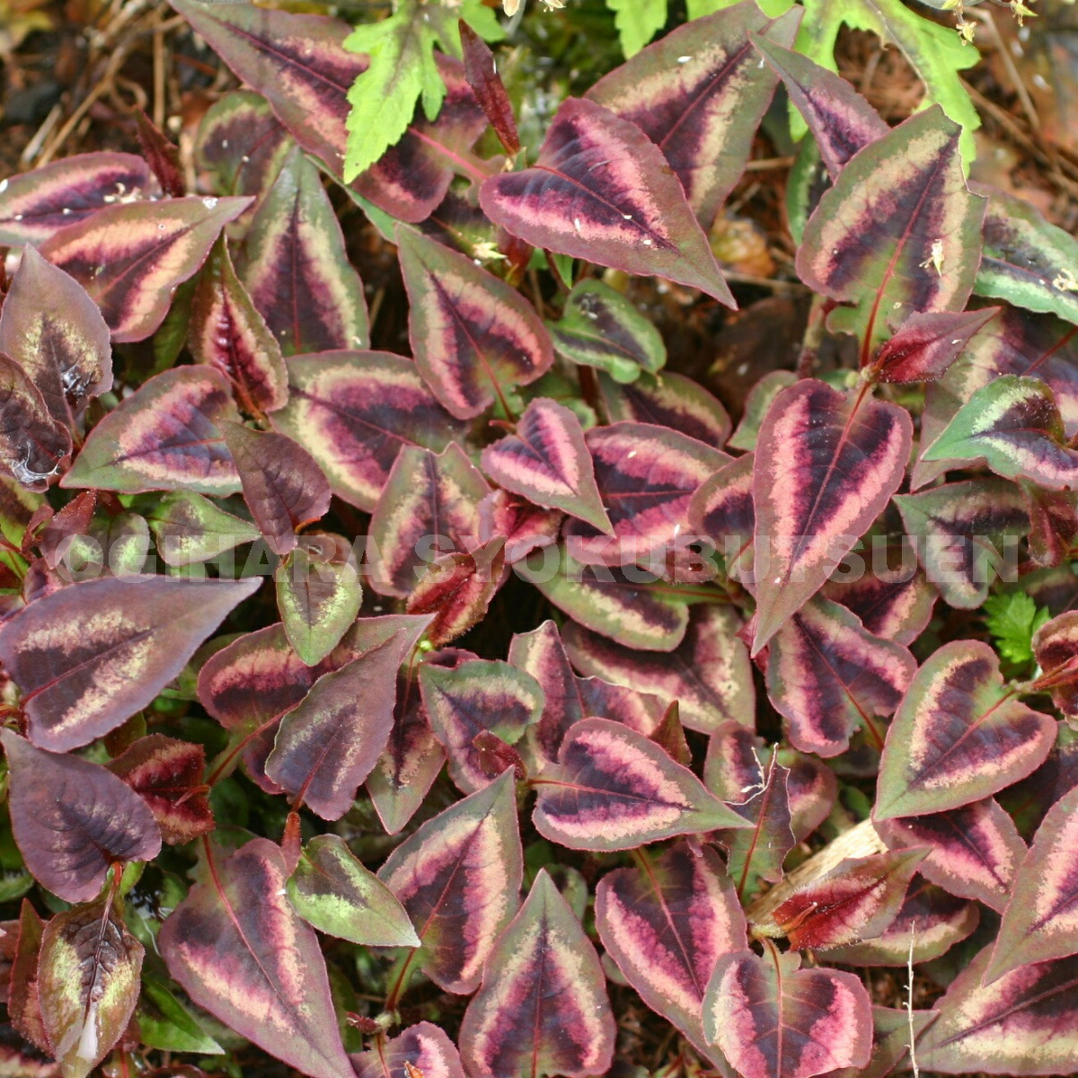 楽天市場】ペルシカリア 'レッド ドラゴン' : おぎはら植物園