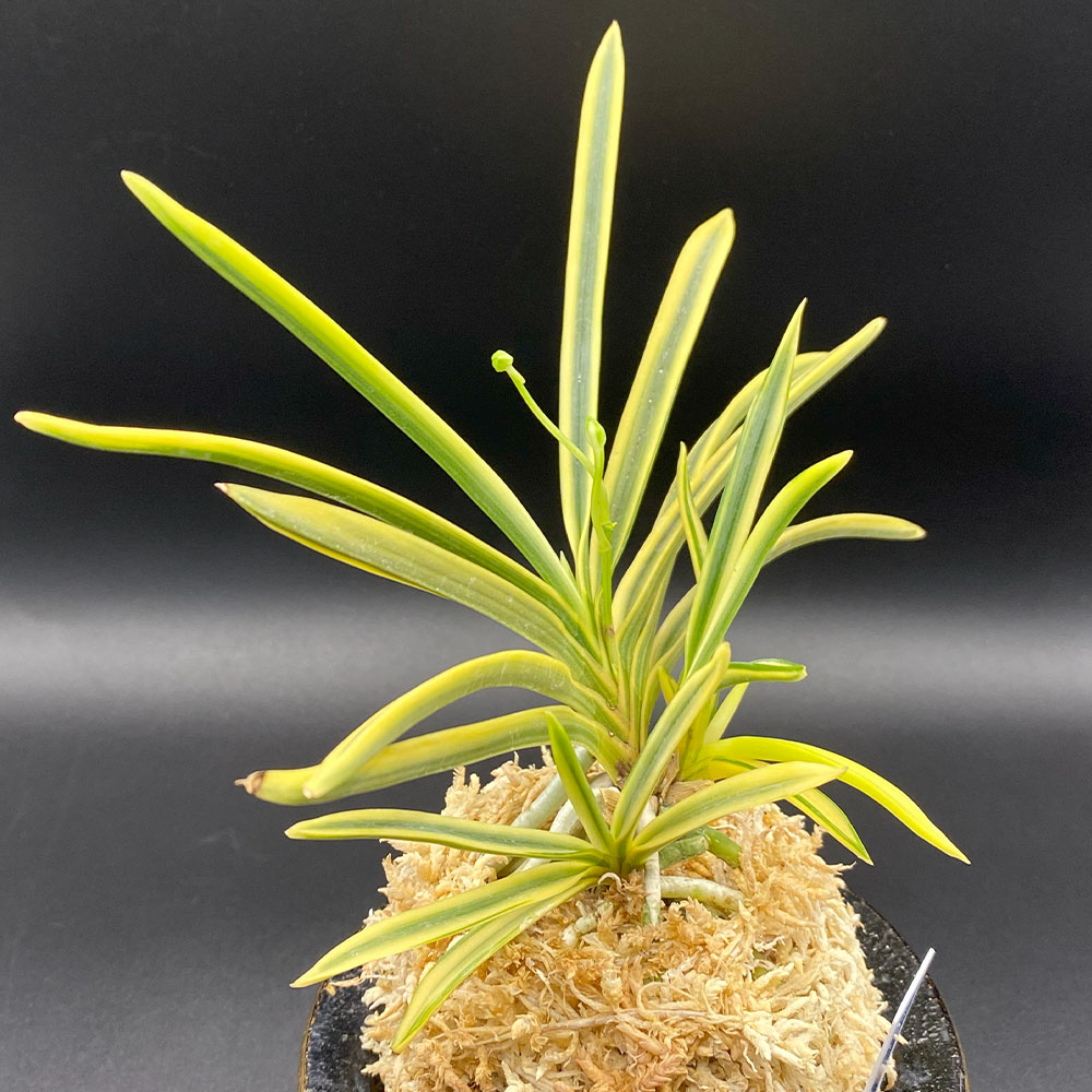 楽天市場】【店内全品2個同時購入10％OFFクーポン配布中】 富貴蘭 風蘭