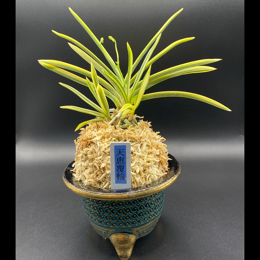 楽天市場】【店内全品2個同時購入10％OFFクーポン配布中】 富貴蘭 風蘭