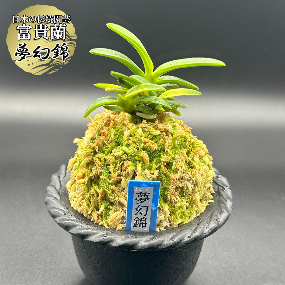 楽天市場】【店内全品2個同時購入10％OFFクーポン配布中】 富貴蘭 風蘭