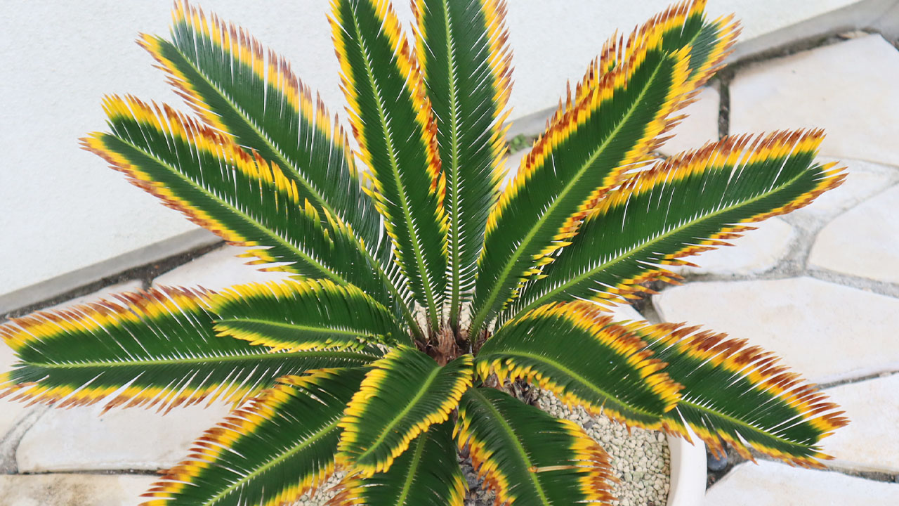 楽天市場 | 岡部グリーン有限会社 - 黄金に輝く葉が魅力｜キンカン