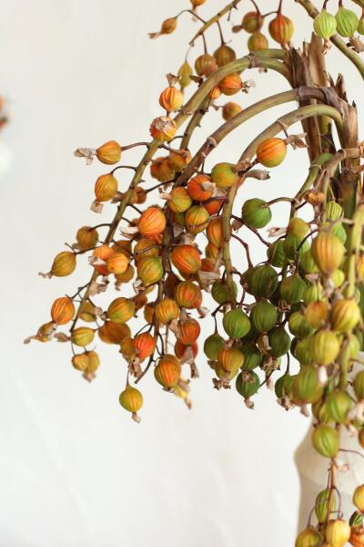 楽天市場】月桃の実【 ゲットウ 】【種】【月桃の種子】【げっとう