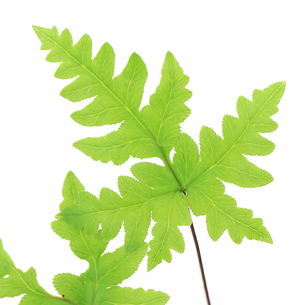 楽天市場】ウラジロシダの通販